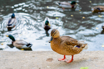 There is a beautiful duck on the bank of the pond.