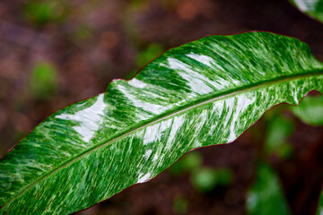 raindrops on stripe banana leaf pattern
