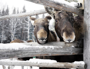two Mature female red deer standing during snowfall. Middle Ural mountains near the village of...