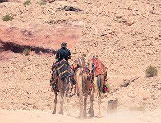 Local bedouin guide riding a camel in the desert of Petra, Jordan. Rear view