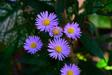 yellow and purple flowers