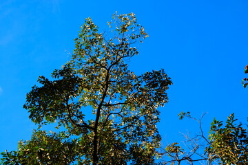 tree against blue sky