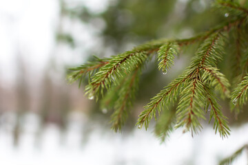 Spruce branch close-up. Water droplets from melting snow on green branches in the park. Soft selective focus, blurred background copy space. The natural calm color of the winter forest. Muted shades