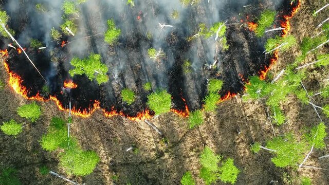 forest fire, wildfire, burning grass and bushes aerial video. Red and orange color, wild fire in forest. summer fires 2021. Air pollution caused by wildfires. Environment, ecology, earth.