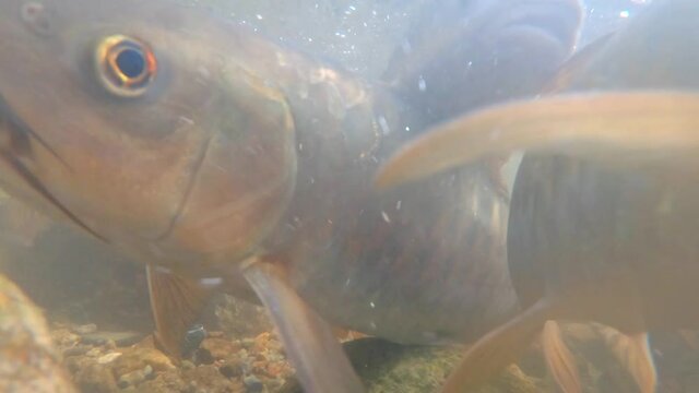 Filmed underwater video of fish swimming upstream to spawn upstream.