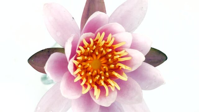 Waterlily close-up. Blooming Water lily, pink aquatic flower rotating on white background, macro shot. Water lilly centre, extreme closeup. Lotus. Slow motion video