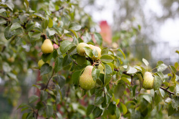 Fototapeta premium Pear tree on the rain
