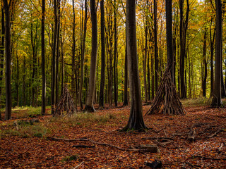 Forest huts