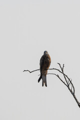 Rotmilan sitzt auf einem Ast