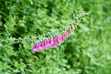 Digitales , fleurs toxiques .