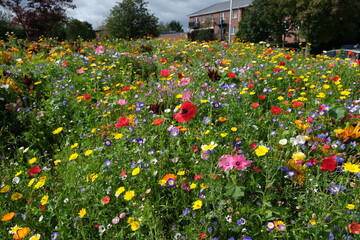 Wild Flowers Bees & Butterflies