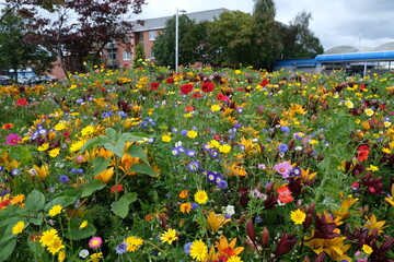 Wild Flowers Bees and Butterflies