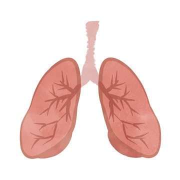 Illustration of organs and lungs