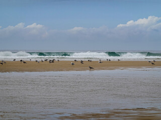 Fototapeta na wymiar Grouping of herring gulls on a strip of sand in the Landes. Atlantic.
