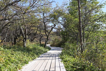 森の中の木道