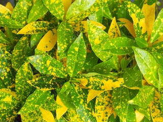 Croton, Variegated Laurel, Garden Croton Medium sized shrub, 1-2 m tall, erect stem, smooth surface, grayish brown. Branches are rather densely branched. © Kampanat