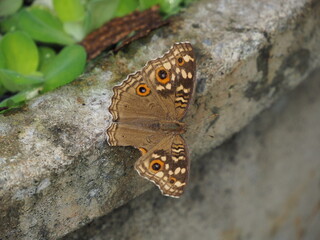 A butterfly perched on the edge of the basin.