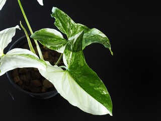 Syngonium podophyllum on a white background.