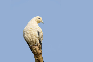A pied Imperial Pigeon perched on a tree stump against blue sky background. This species of dove is considered to be a symbol of peace, love and tranquility and is indigenous to Southeast Asia.