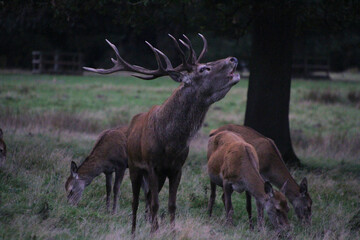 A view of a Red Deer in the Cheshire Countryside