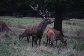 Naklejka na ściany i meble A view of a Red Deer in the Cheshire Countryside