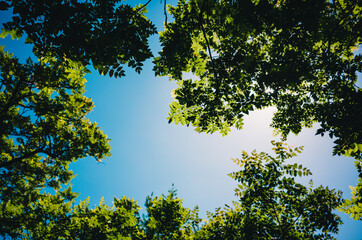 tree and sky