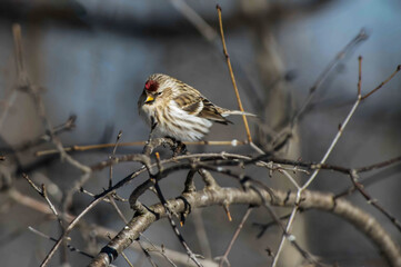 Common female Redpoll (Acanthis flammea).