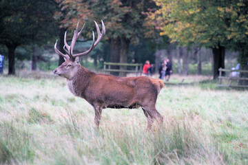 A view of a Red Deer in the Cheshire Countryside