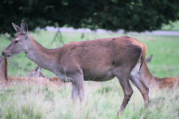 A close up of a Red Deer in the countryside