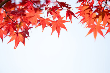 Beautiful red maple leaves, Autumn colors.