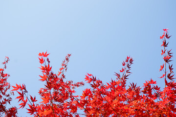 Beautiful red maple leaves and blue sky.
