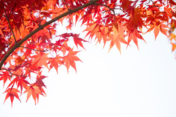 Beautiful red maple leaves, Autumn colors.