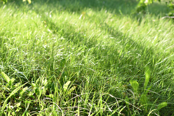 Fresh green summer grass in the garden