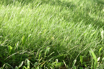 Obraz premium Fresh green summer grass in the garden
