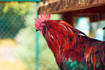 poultry in a cage, household rooster in captivity