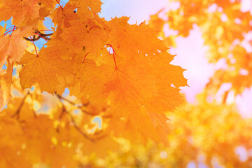 autumn maple leaf on earth / bright autumn background photo in full swing