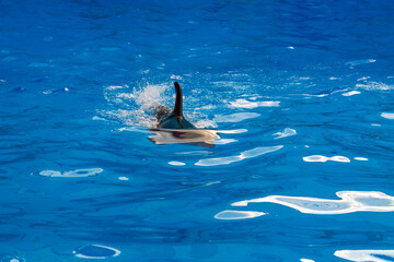 dolphin swims in boseen , dolphin fin in blue water