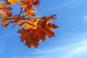 autumn maple leaves / background photos mid autumn