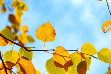 Fototapeta na wymiar autumn maple leaves / background photos mid autumn