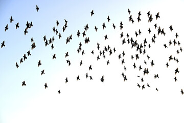 Flock of Starlings Over a Coastal Location