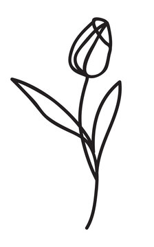 One line drawing. Beautiful garden tulip with leaves. Hand drawn sketch. Vector illustration.