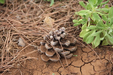 Debbieh-Nature-Lebanon