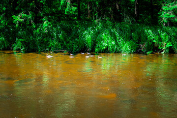 Hiking along Ilz Valley between Schneidermühle und Schrottenbaummühle