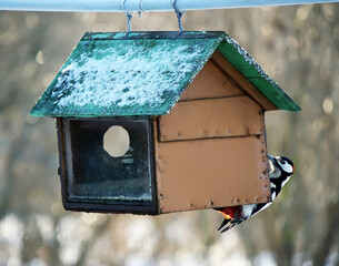 Woodpecker bird on wooden feeder. 