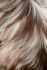 Naklejka premium Poils berger australien rouge merle