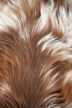 Poils berger australien rouge merle