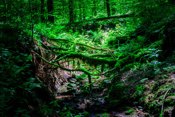 Hiking along Ilz Valley between Schneiderm&uuml;hle und Schrottenbaumm&uuml;hle