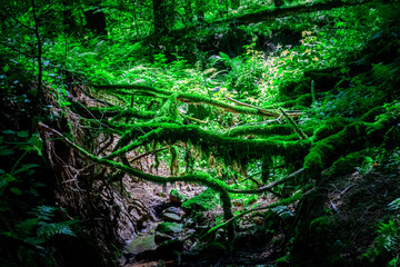 Hiking along Ilz Valley between Schneidermühle und Schrottenbaummühle
