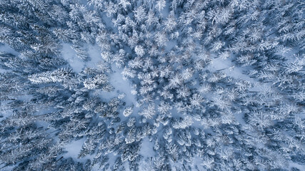 Fototapeta premium blue winter landscape forest, winterwonderland trees covered in snow, first snow in the mountains, outdoor playground, skiing season,