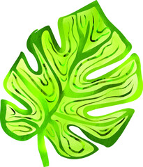 Watercolor palm leaf designr element for decorative design. Vintage floral background. Watercolor texture. Summer doodle  boho paint.  